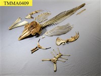 藏品(瑞氏海豚)的圖片